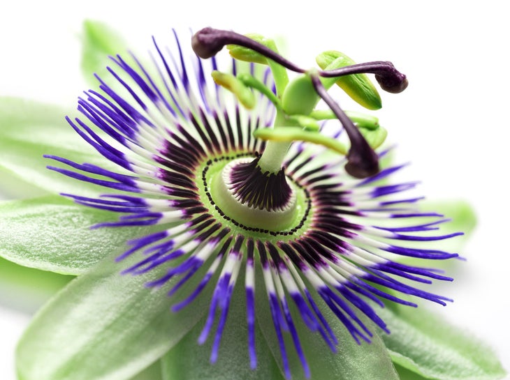 Herbal medicine is a lovely way to gently encourage relaxation, with no potential for addiction or unwanted side effects.